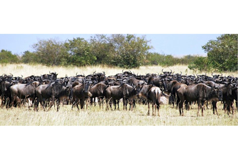 Wildebeest