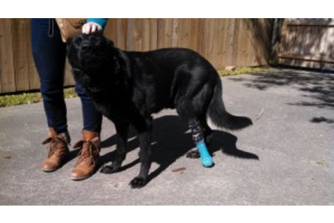 Jake-with-new-leg-300x168.jpg