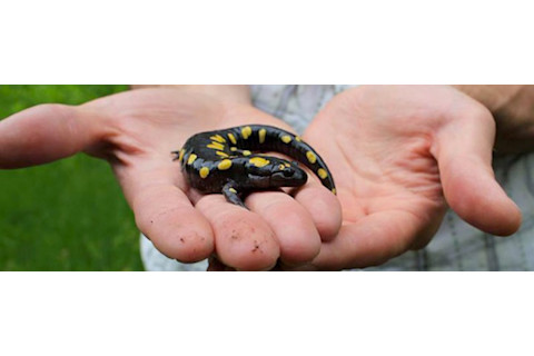 salamander.png
