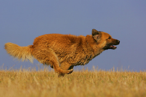 Running dog
