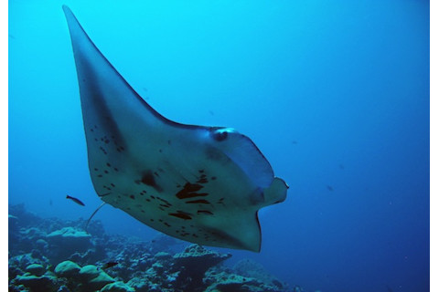 manta_G_Williams1.jpg