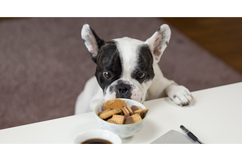 Dog contemplating cookies