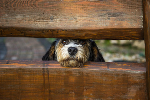 Dog peeking out of fence
