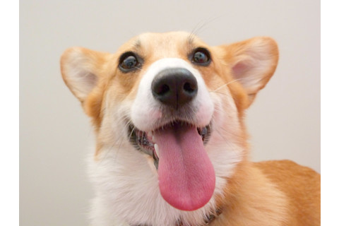 Happy dog