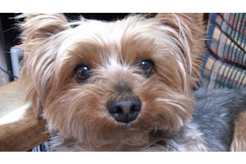 Cute terrier