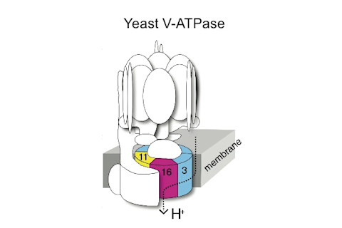 yeast-v-atpase.jpg