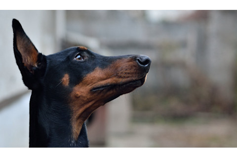 Dobermann profile