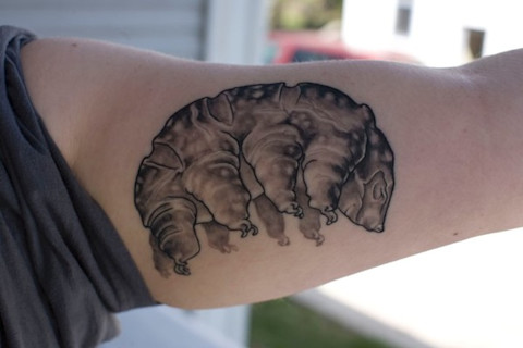 Tardigrade.jpg