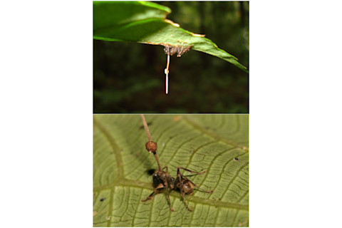 cordyceps440.jpg