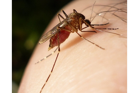 Mosquito-bloodfed-P7310068.jpg