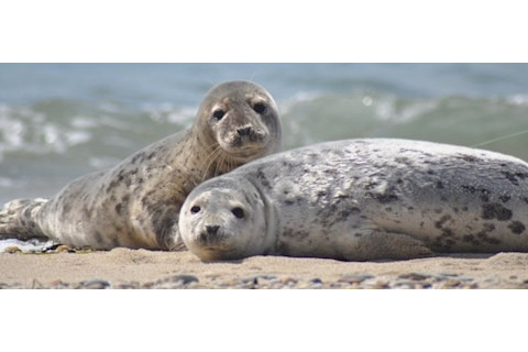 Nantucket-seals-6001.jpg