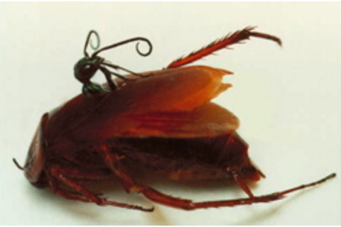 Ampulex%20emerging.jpg