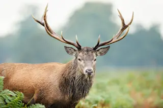 Deer with antlers