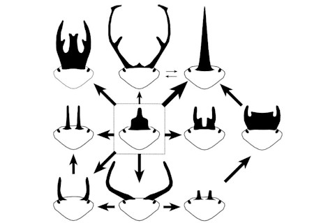 beetle horn paths.jpg