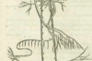 vesalius%20cns%20100.jpg