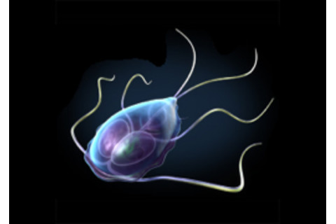 giardia.jpg
