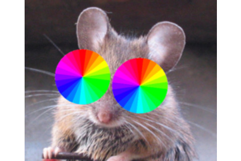 psychedlic%20mouse%20250.jpg