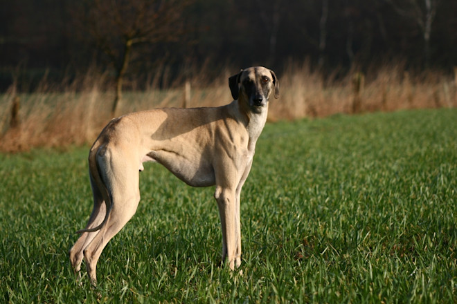 Sighthound Dog Breeds: Swift and Graceful Companions