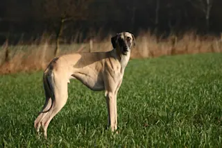 Slougi