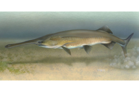 tol%20paddlefish%20300.jpg