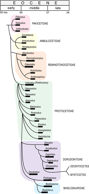 Thewissen2002whaletree.gif