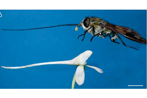 orchid fly.jpg