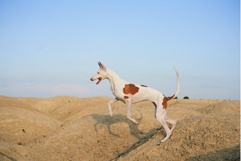 Ibizan Hound