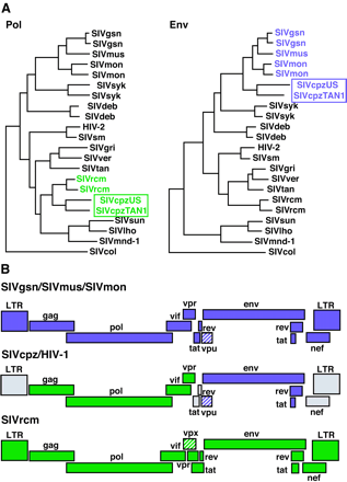 siv tree.gif