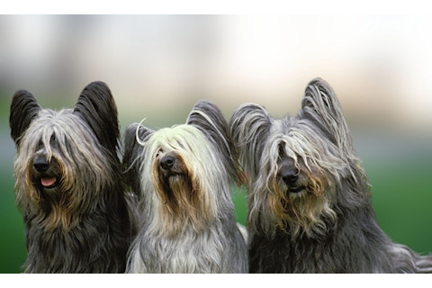 Skye Terrier