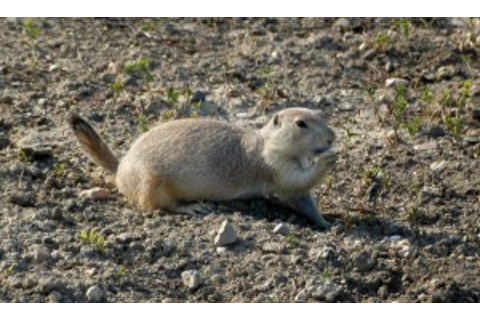 mammalprairiedog11-300x179.jpg