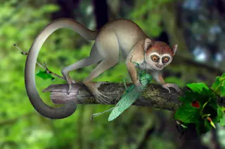 artists_reconstruction-of-early-primate.jpg