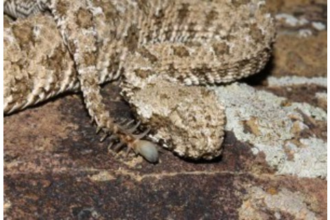 Spider-tailed Viper - Wikimedia Commons