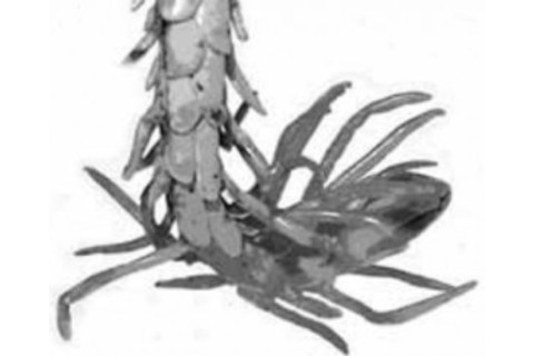 Spider-tailed Viper - Bostanchi et al.