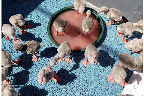 Group-of-Baby-FLamingos-Eating-and-Sunning.jpg