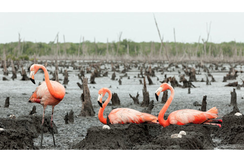 FlamingoNest.jpg