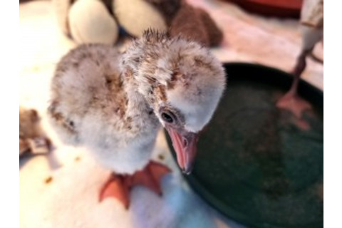 BabyLesserFlamingoChick-300x225.jpg