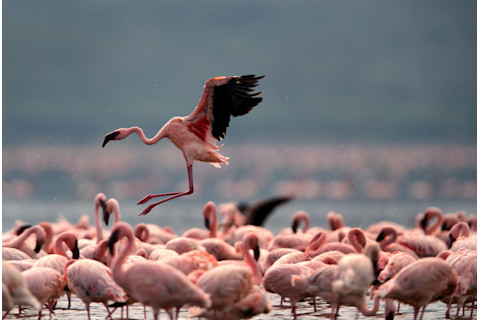 LesserFlamingoKenya.jpg