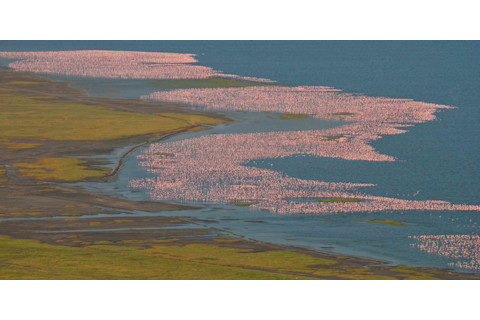 FlamingosLakeBogoria-1.jpg