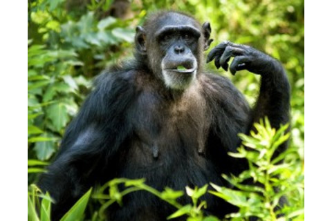 Chimpanzee Eating - Shutterstock