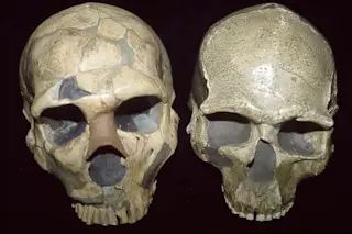 neanderthal-vs-human.jpg
