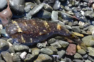 northern-clingfish.jpg