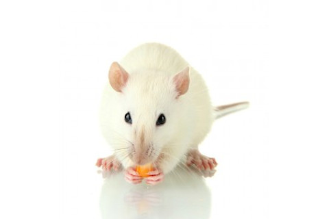 Mouse-eating-corn-286x300.jpg