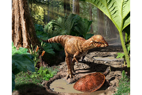 Acrotholus_Csotonyi_small.jpg-1024x819.jpeg