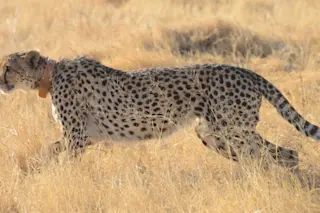 Moving_cheetah_with_collar.jpg-1024x562.jpeg