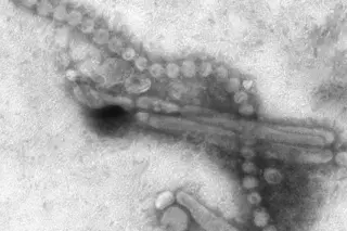 h7n9-virus.jpg
