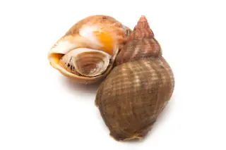 whelks.jpg