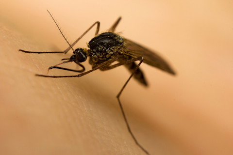 mosquito-malaria.png