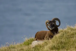 Soay-Sheep-1024x682.jpg