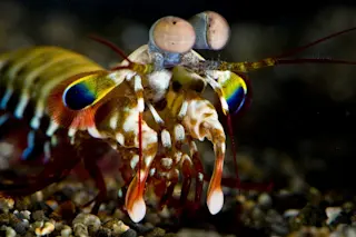 Mantis Shrimp - Roy L. Caldwell