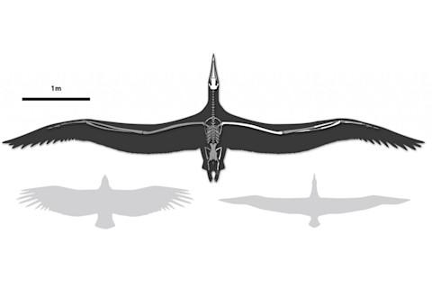 bird-wingspan-1024x455.jpg